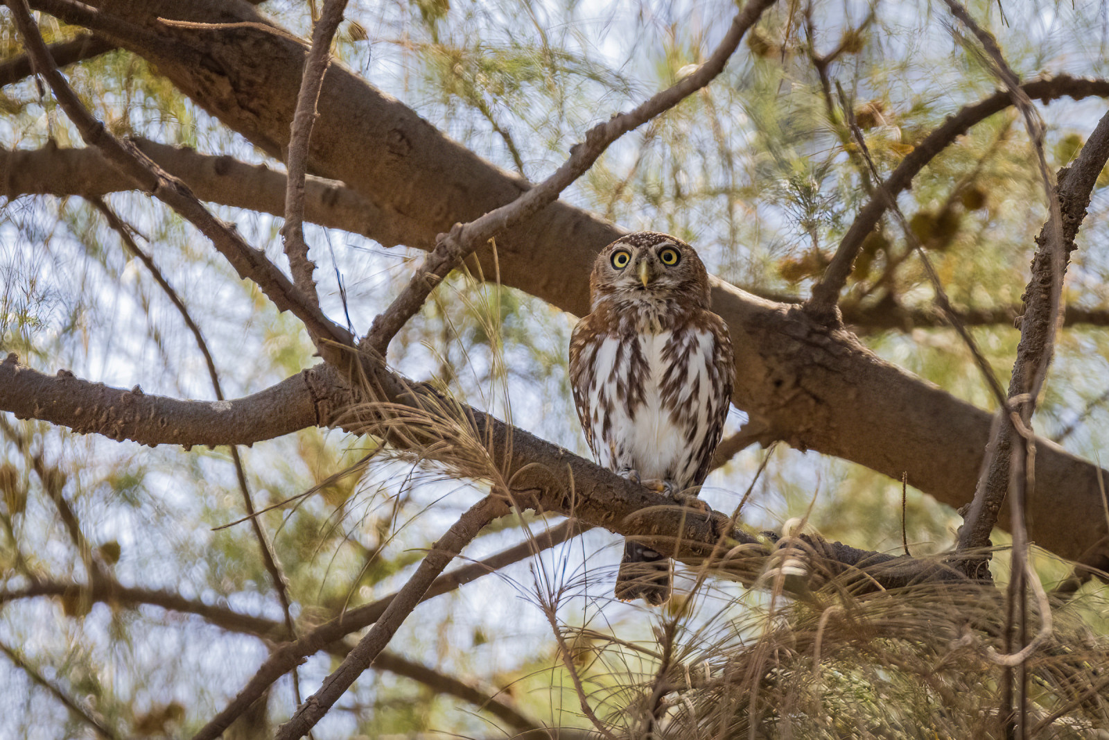image Pearl-spotted Owlet